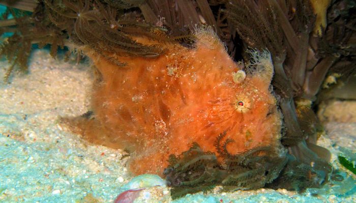 Male Hairy Speckled Frogfish